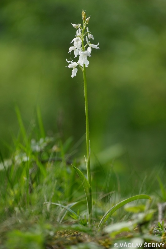 vstavač mužský poznačený Orchis mascula subsp. signifera (Vest) Soó