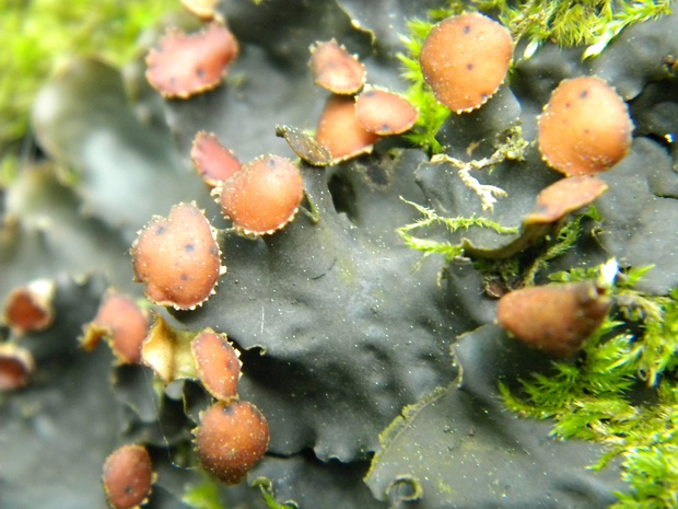 štítnatec Peltigera sp.