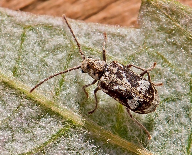 črvotoč Ptinomorphus imperialis