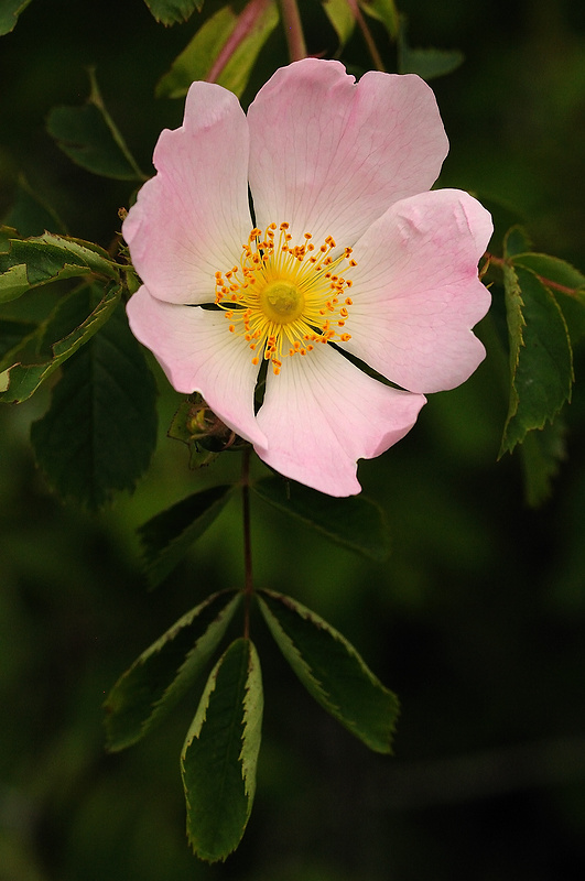 ruža šípová Rosa canina L.