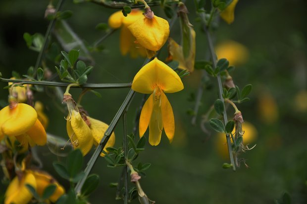 prútnatec metlovitý Sarothamnus scoparius (L.) Wimm. ex W. D. J. Koch