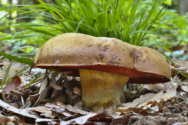 hríb zrnitohlúbikový Sutorius luridiformis (Rostk.) G. Wu & Zhu L. Yang