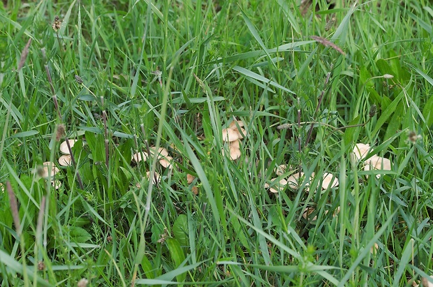 Biotop tanečnice poľnej