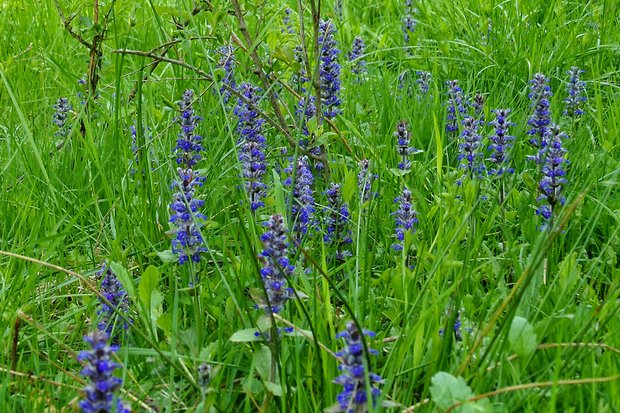 zbehovec plazivý Ajuga reptans L.