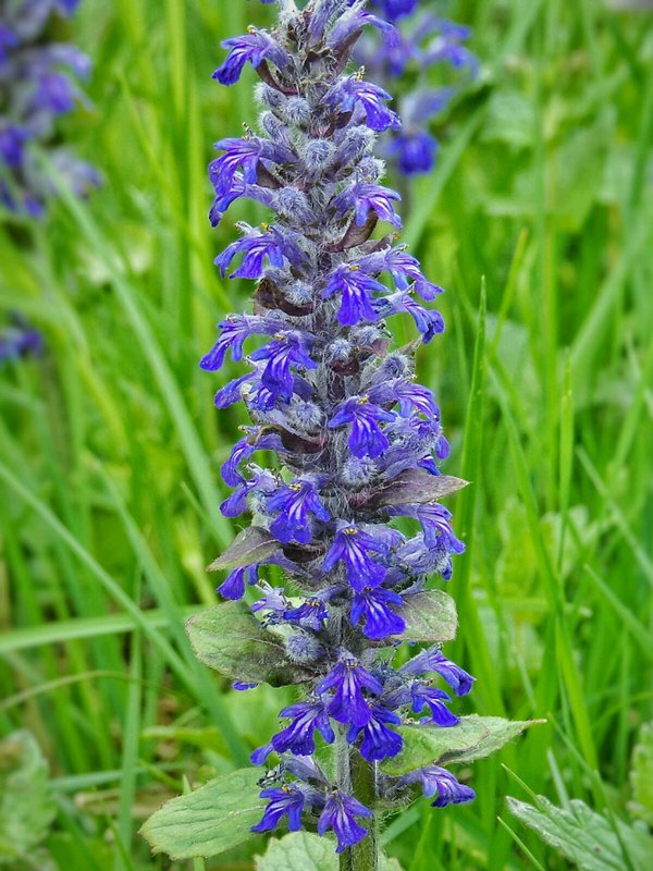 zbehovec plazivý Ajuga reptans L.