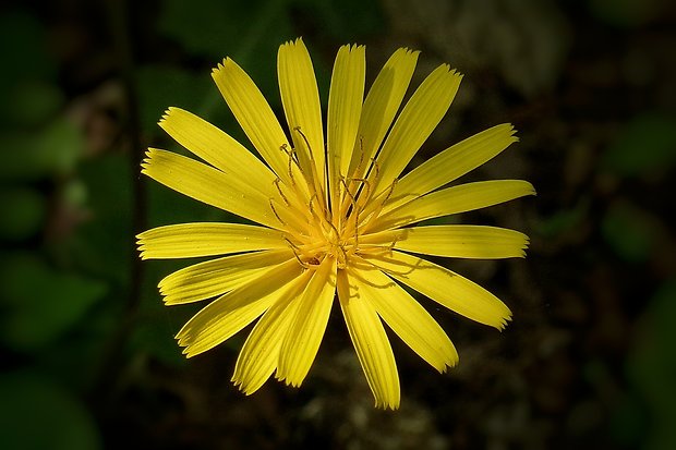 razivka smradľavá Aposeris foetida (L.) Less.