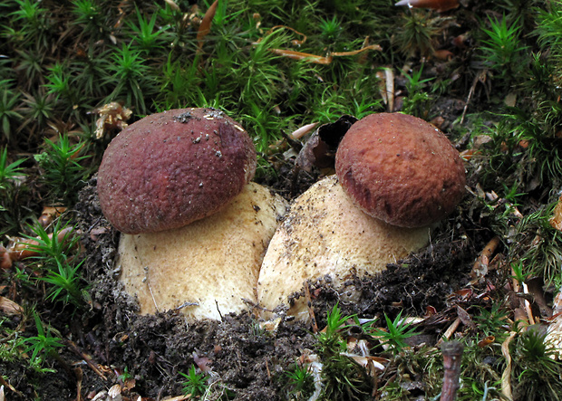 hríb sosnový Boletus pinophilus Pil. et Dermek in Pil.