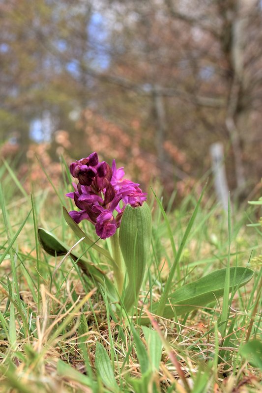 vstavačovec bazový Dactylorhiza sambucina (L.) Soó