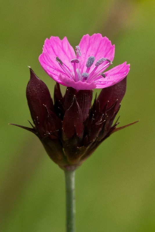 klinček kartuziánsky Dianthus carthusianorum L.