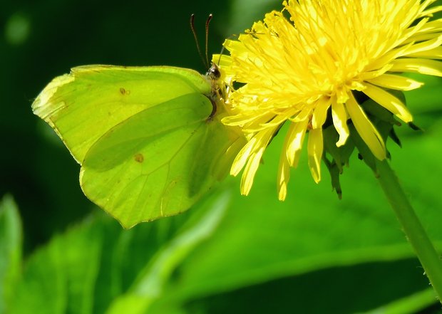 žluťásek řešetlákový Gonepteryx rhamni