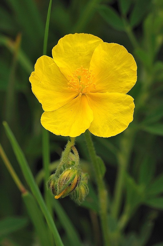 devätorník veľkokvetý tmavý Helianthemum grandiflorum subsp. obscurum (Pers. ex Wahlenb.) Holub