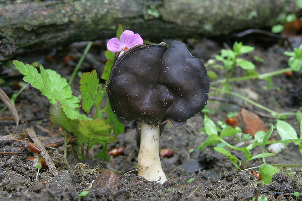 chriapač pieskomilný Helvella leucopus Pers.