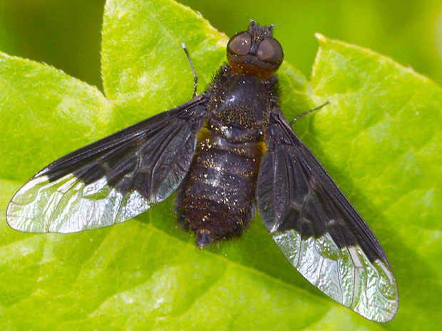 chlpačka bystrušová Hemipenthes morio