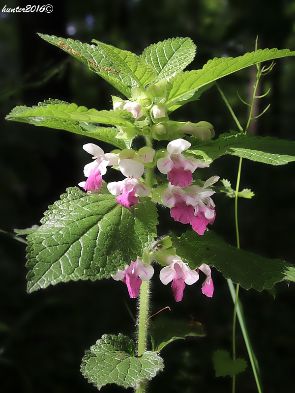 medúnka medovkolistá Melittis melissophyllum L.