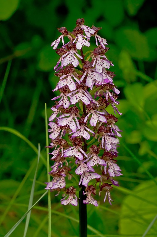 vstavač purpurový Orchis purpurea Huds.