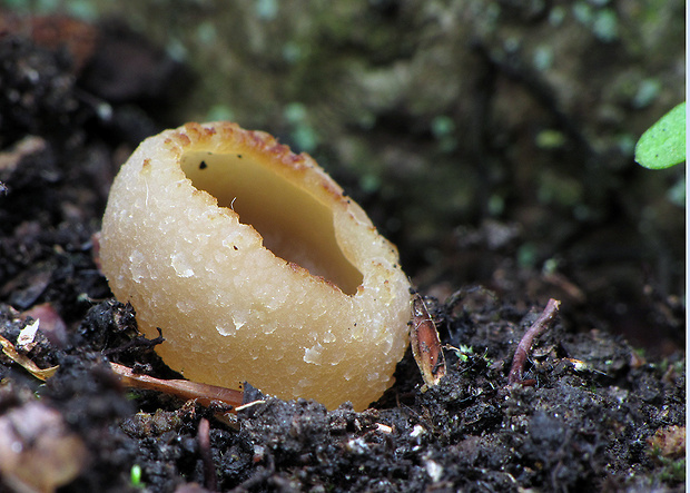 čiaška Peziza sp.