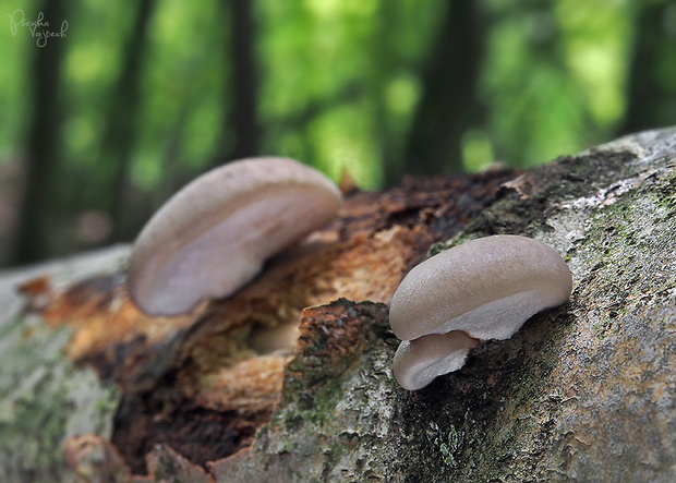 hliva závojová Pleurotus calyptratus (Lindblad ex Fr.) Sacc.