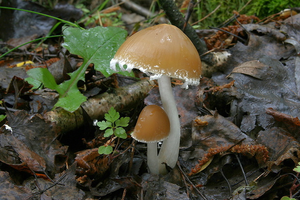 drobuľka Candolleova Psathyrella candolleana (Fr.) Maire