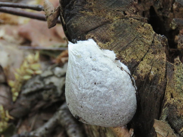 sieťnatka obyčajná Reticularia lycoperdon Bull.