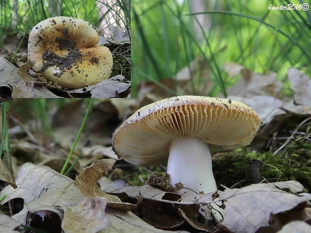 plávka Russula sp.