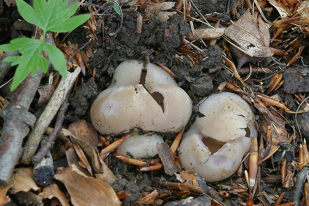 tulipánovka fialová Sarcosphaera coronaria (Jacq.) J. Schröt.