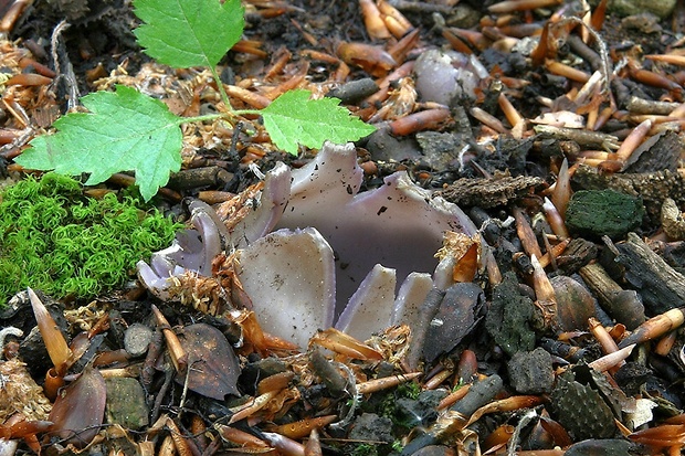 tulipánovka fialová Sarcosphaera coronaria (Jacq.) J. Schröt.