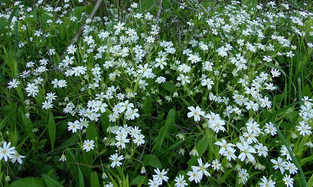 hviezdica veľkokvetá Stellaria holostea L.