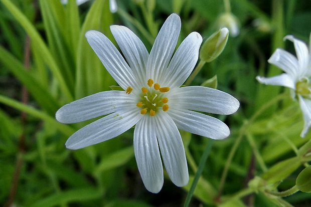 hviezdica veľkokvetá Stellaria holostea L.