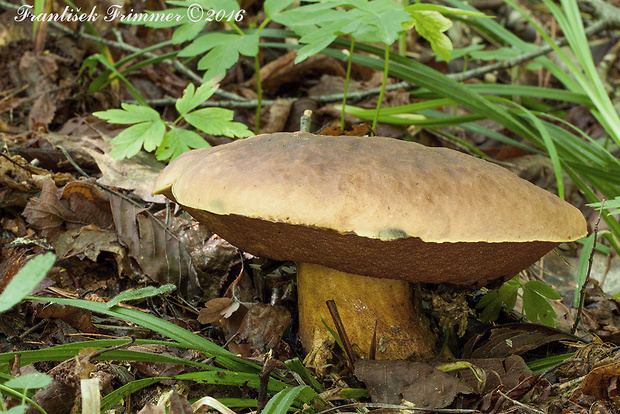 hríb zrnitohlúbikový Sutorius luridiformis (Rostk.) G. Wu & Zhu L. Yang