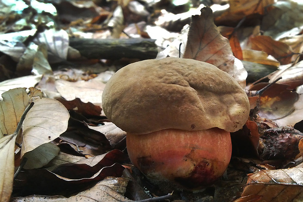 hríb zrnitohlúbikový Sutorius luridiformis (Rostk.) G. Wu & Zhu L. Yang