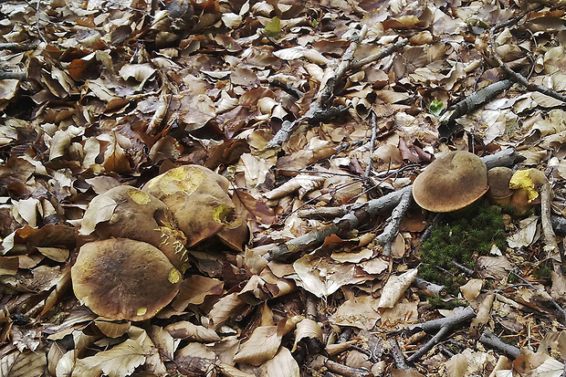 hríb zrnitohlúbikový Sutorius luridiformis (Rostk.) G. Wu & Zhu L. Yang