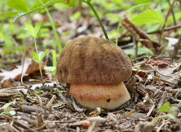 hríb zrnitohlúbikový Sutorius luridiformis (Rostk.) G. Wu & Zhu L. Yang