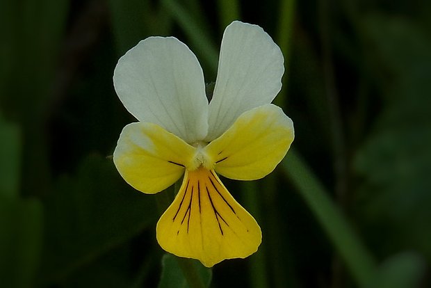 fialka Viola sp.