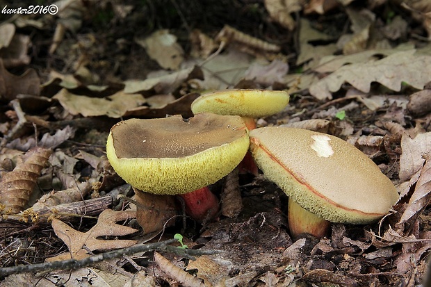 suchohríb žltomäsový Xerocomellus chrysenteron (Bull.) Šutara