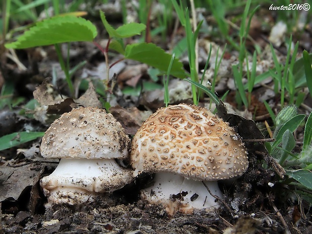 muchotrávka hrubá Amanita excelsa (Fr.) Bertill.