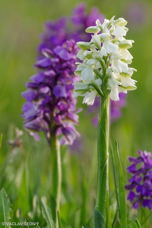 červenohlav obyčajný Anacamptis morio (L.) R. M. Bateman, A. M. Pringeon & M. W. Chase