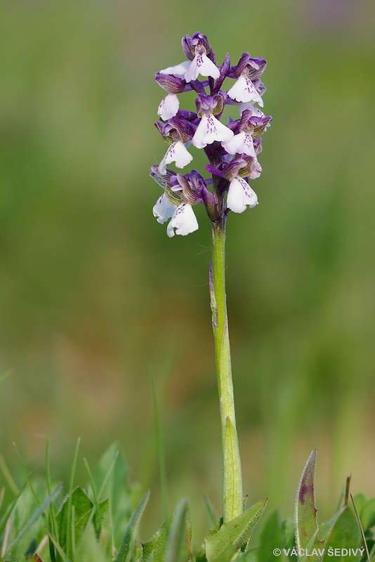 červenohlav obyčajný Anacamptis morio (L.) R. M. Bateman, A. M. Pringeon & M. W. Chase