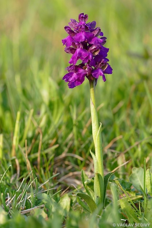 červenohlav obyčajný Anacamptis morio (L.) R. M. Bateman, A. M. Pringeon & M. W. Chase