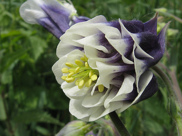 orlíček obyčajný Aquilegia vulgaris L.