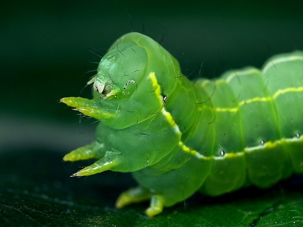 mora novembrová (sk) / dřevobarvec pozdní (cz) Asteroscopus sphinx Hufnagel, 1766