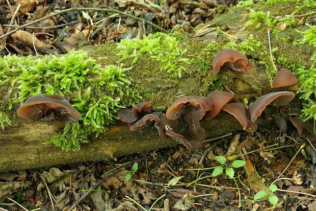 uchovec bazový Auricularia auricula-judae (Bull.) Quél.