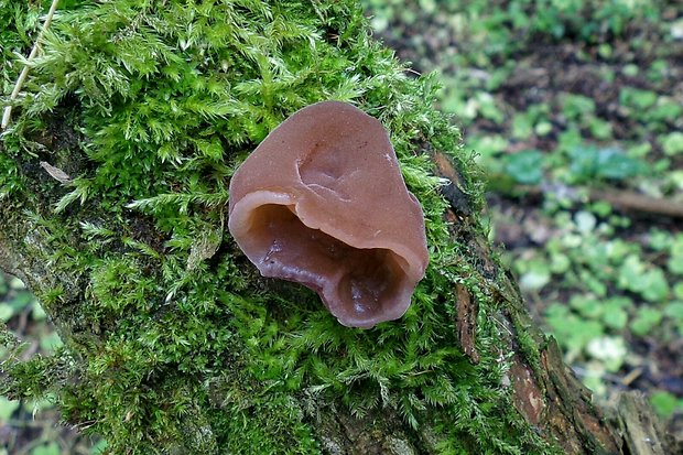 uchovec bazový Auricularia auricula-judae (Bull.) Quél.