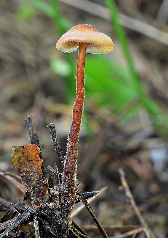 lopatovka obyčajná Auriscalpium vulgare Gray