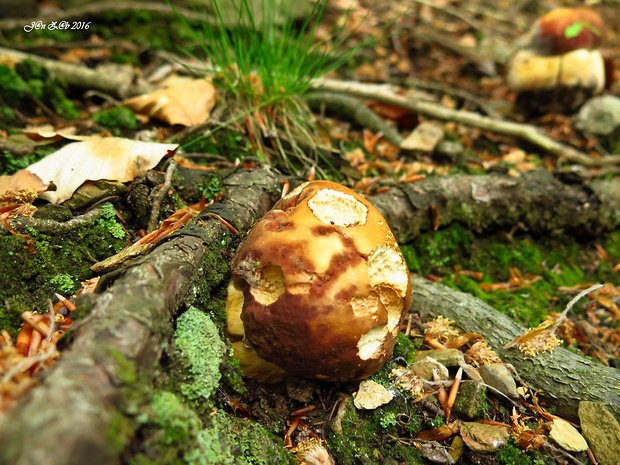 hríb sosnový Boletus pinophilus Pil. et Dermek in Pil.