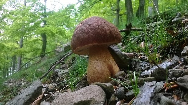 hríb sosnový Boletus pinophilus Pil. et Dermek in Pil.