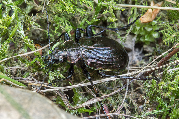 húseničiar hnedý  Calosoma inquisitor