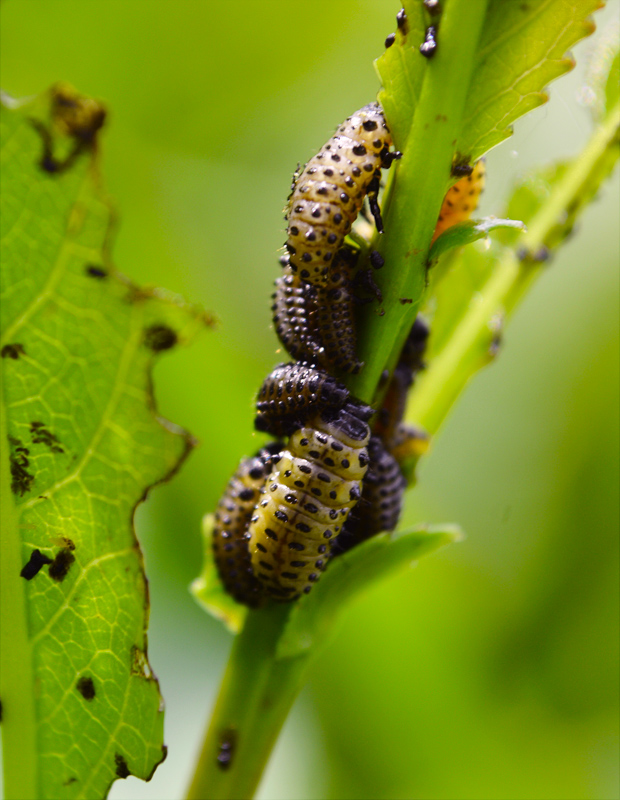 liskavka topoľová- larva Chrysomela populi