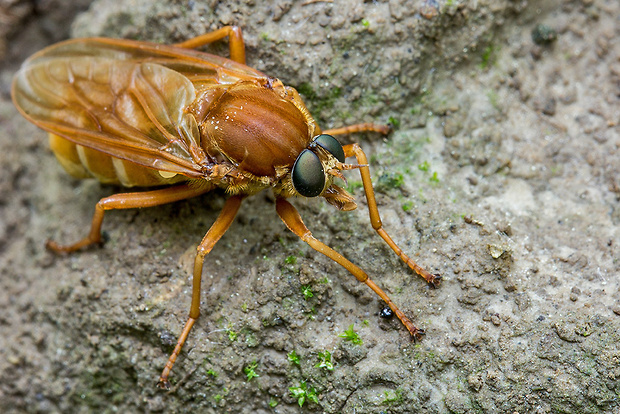 drevárka Coenomyia ferruginea (Coenomyiidae)