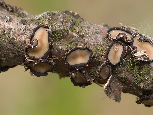 kolpóma dubová Colpoma quercinum (Pers.) Wallr.