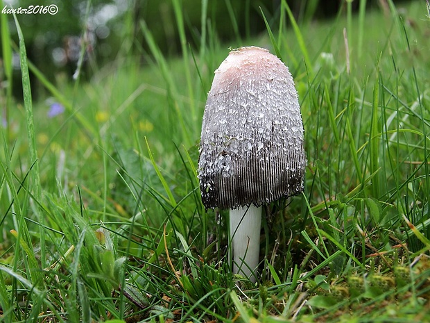 hnojník obyčajný Coprinus comatus (O.F. Müll.) Pers.